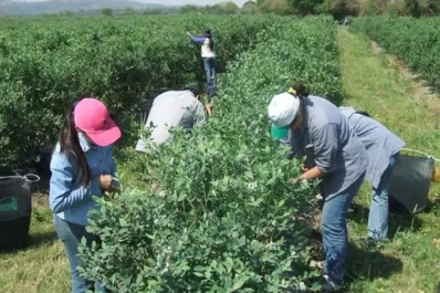 Empresarios alertan sobre la falta de mano de obra en el campo