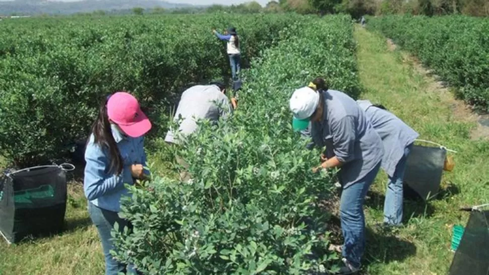 Empresarios alertan sobre la falta de mano de obra en el campo