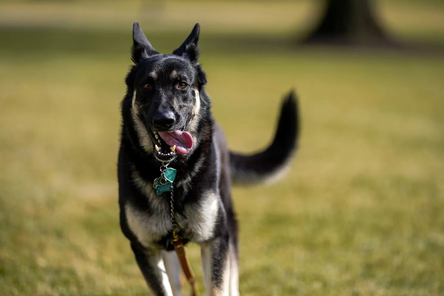 MAJOR. Una de las mascotas de Joe Biden.