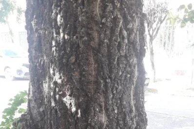 Un árbol añoso, a punto de desplomarse en Padre Roque Correa primera cuadra