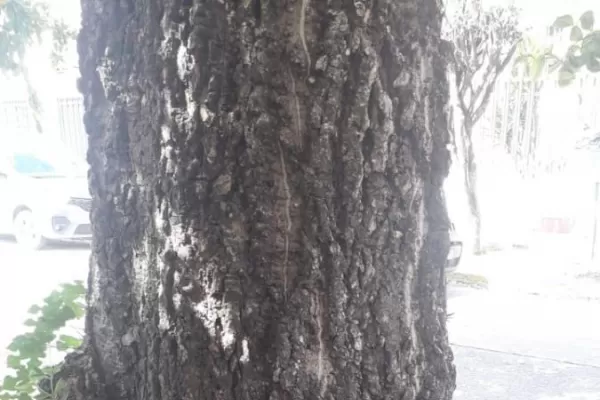 Un árbol añoso, a punto de desplomarse en Padre Roque Correa primera cuadra