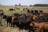 La Justicia santiagueña le negó a Demicheli la eximición de prisión por el robo de ganado