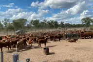 Robo de ganado: Excarcelan a tres de los detenidos con una fianza de $ 5 millones