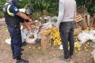 Allanamiento, secuestros y nuevas pistas del mercado negro de limones robados en Tucumán