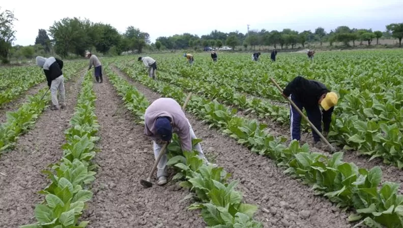 BENEFICIO. Productores tabacaleros cobrarán el Fondo Especial. 