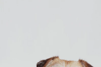 ¿Con quién se queda el perro? historias de rupturas y mascotas compartidas