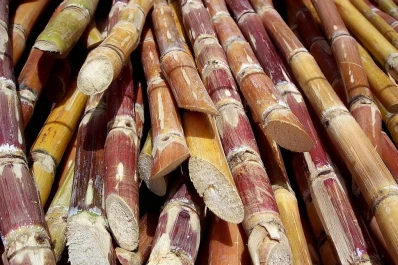 La Florida pone en marcha sus trapiches