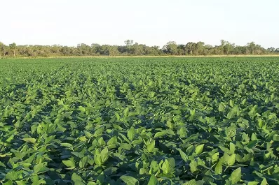 Altibajos en precios de la soja, mientras el trigo y el maíz registraron alzas