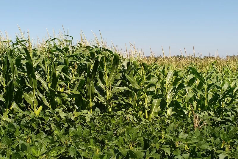 INTA: en la Argentina, sólo se repone el 30 % de los nutrientes que se extraen