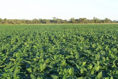 Estados Unidos redujo en 500.000 toneladas la proyección de cosecha de soja en la Argentina