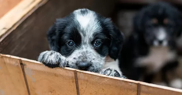 ESTRELLAS. Nuestros amigos peludos se volvieron los más fotografiados en las plataformas digitales.  