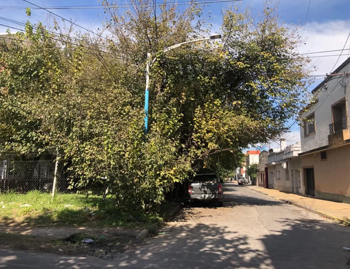 Cartas de lectores I: árboles sin podar