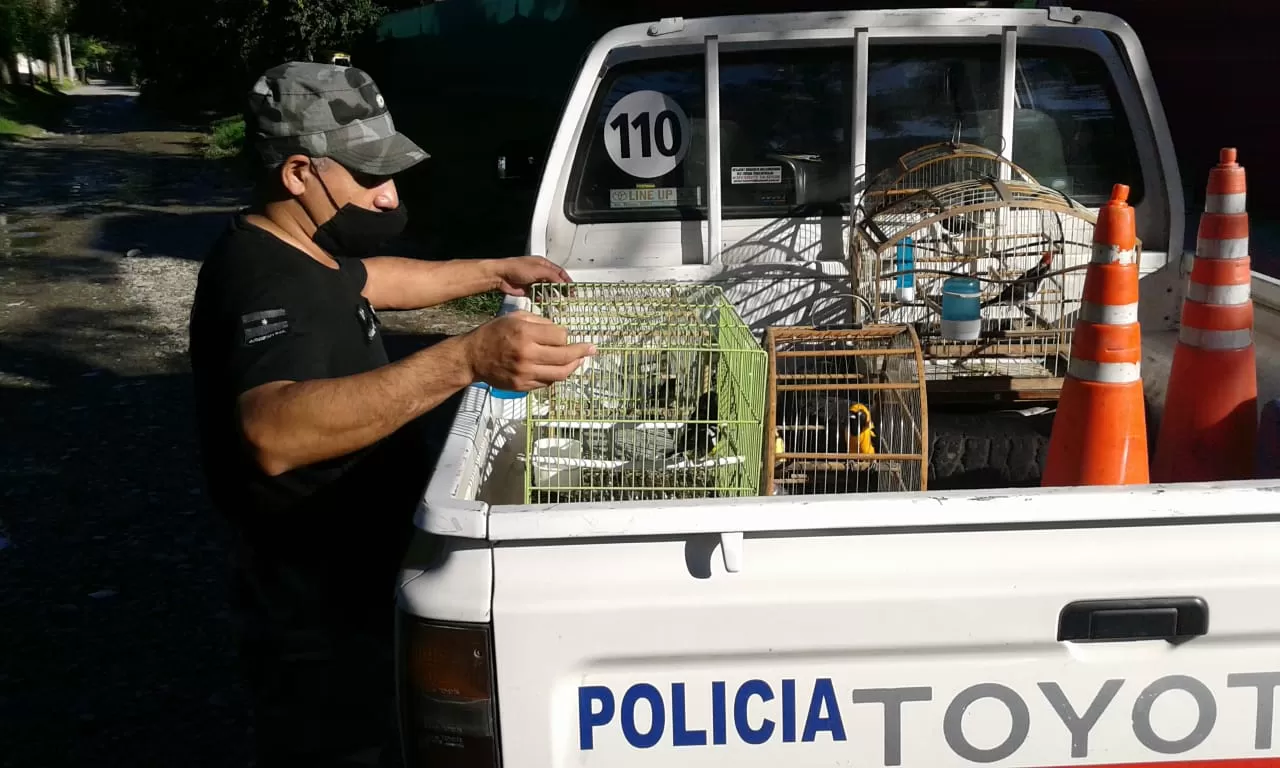 Recuperaron cinco caballos y rescataron más de 20 aves cautivas
