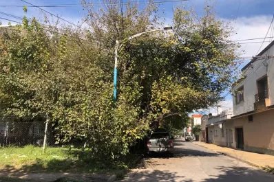 Cartas de lectores I: árboles sin podar