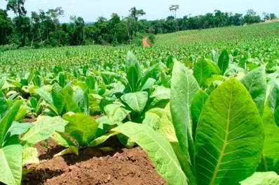 Fondo Especial del Tabaco: productores tucumanos recibirán $23 millones