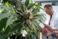 El Gobierno presenta un proyecto de ley para desarrollar la industria de cannabis medicinal