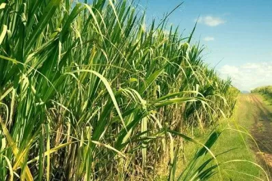 Los cañaverales tucumanos muestran una maduración típica para la época del año