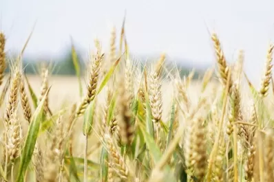Hay condiciones para que la cosecha de trigo sea récord