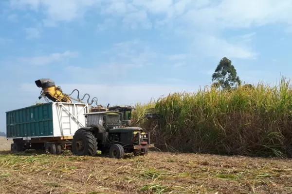 Los protocolos para cosecha mecanizada
