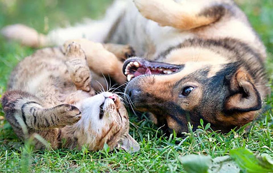 Piden legalizar el tratamiento con cannabis para animales: cuáles son los beneficios