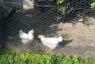 ¿Las gallinas vuelven a los hogares tucumanos?