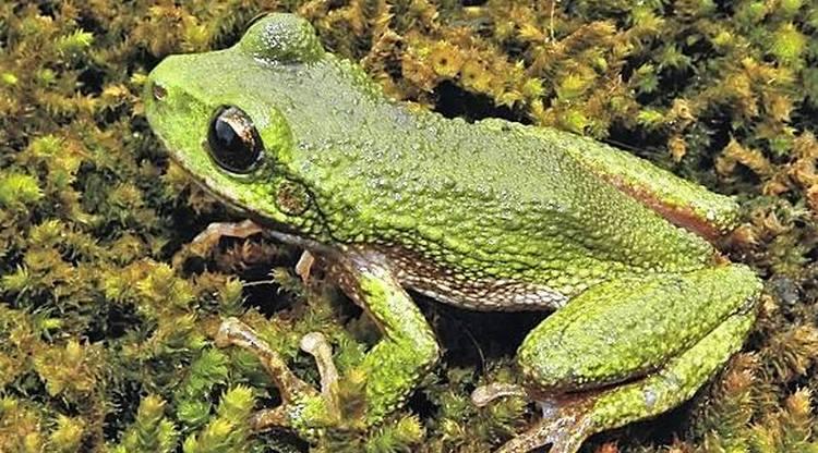 RANAS MARSUPIALES. Viven en los bosques montanos de la ecorregión de Yungas (en Catamarca y Tucumán). 