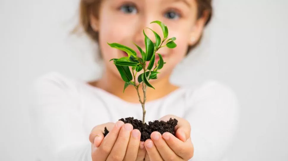 PAÍS VERDE. Conocer cómo tomar los recaudos necesarios es fundamental. 