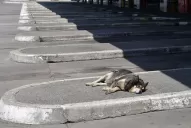 ¿Paro de UTA?: los choferes de ómnibus piden que el salario básico llegue a $320.000