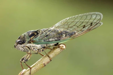 En EE.UU. estudian las cigarras para encontrar pistas sobre el cambio climático