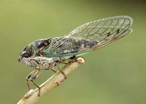 BAJO ESTUDIO. Pareciera que las cigarras creen que la primavera llega antes. 