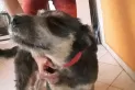 Abusos contra animales: casos que se investigan