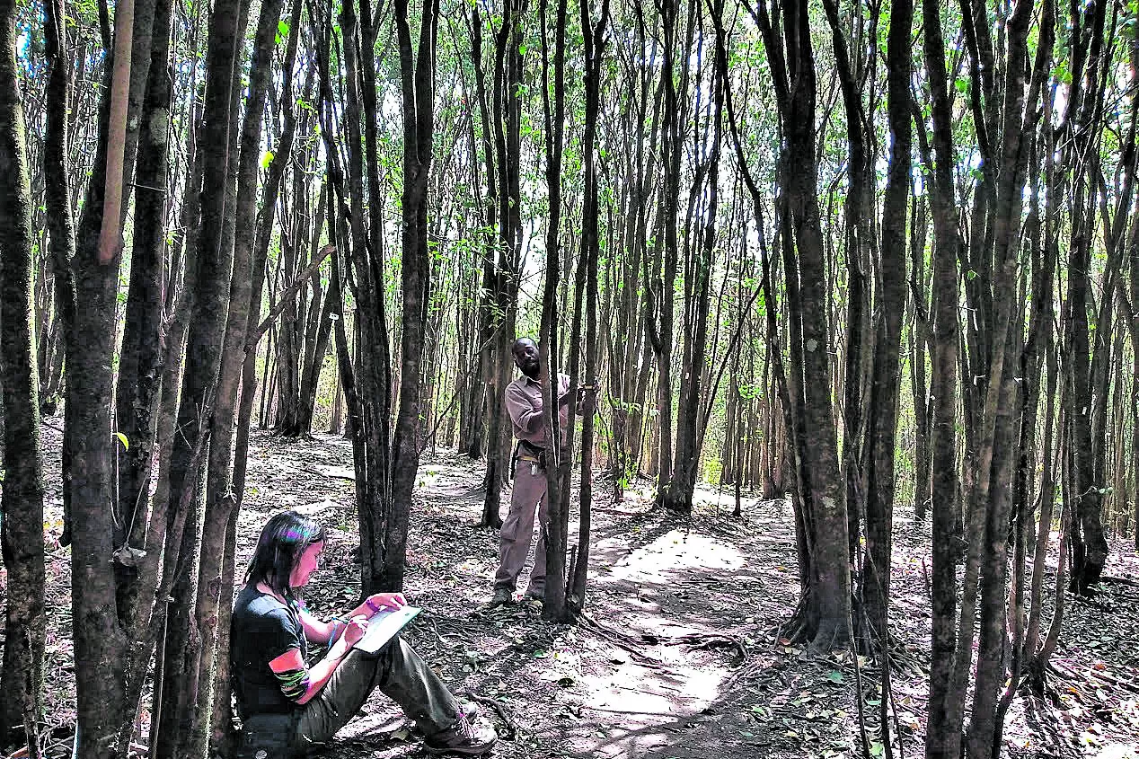 BOSQUE DE LIGUSTROS. A su sombra no crecen otros árboles o arbustos.