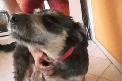 Abusos contra animales en Tucumán: cuáles son los casos que se investigan