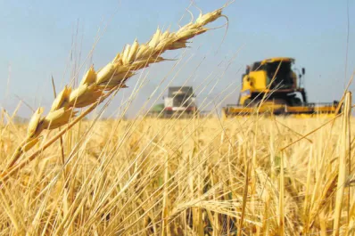 Trigo: se recaudaría un 30% más que el año pasado