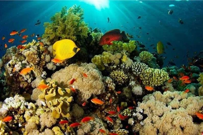 Al rescate de los corales: cómo es la tecnología que puede revertir los daños del cambio climático en arrecifes