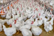 Autorizan a exportar carne aviar y suspenden 12 frigoríficos