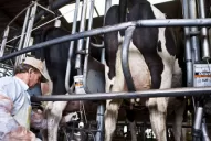 La producción lechera no debe ser desamparada