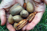 Pecán: varios argumentos para seducir al productor