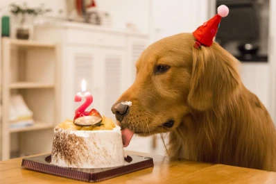 Recetas: gastronomía para mascotas