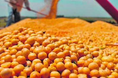 El aceite de soja lideró una fuerte caída de todo el complejo oleaginoso