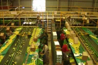 Habilitan un plan de facilidades de la AFIP para la actividad citrícola