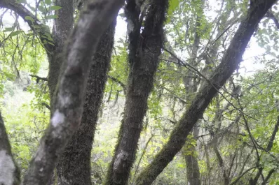 Los “Paisajes Productivos Protegidos” de ProYungas