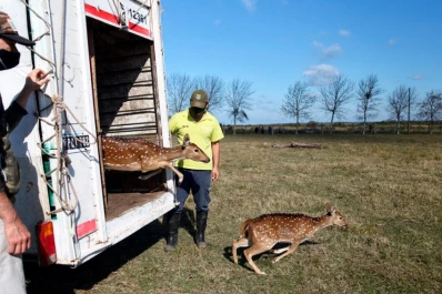 Trasladaron a un santuario natural cinco ciervos, a los que tenían como mascotas