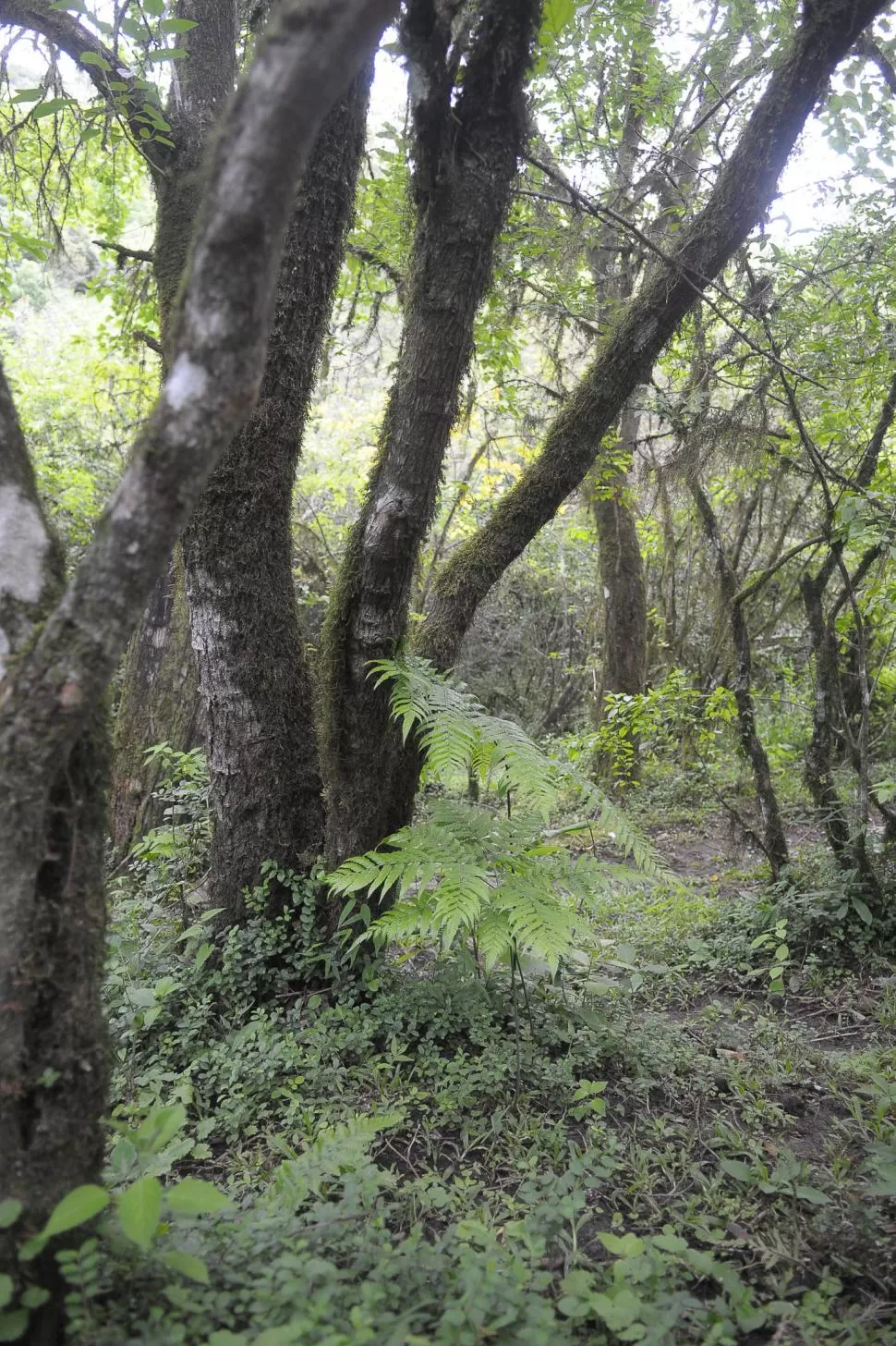 EJE. El sector productivo es la solución al problema ambiental, dice ProYungas. la gaceta / foto de ANTONIO FERRONI