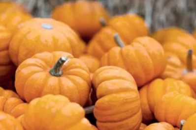 Mendoza: amplían exportación de pulpa de hortalizas y de frutas con destino a Brasil