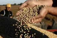 Los rindes de soja en Tucumán fueron mayores a los de NOA