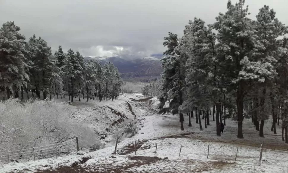 PINAR DE LOS CIERVOS. En la zona del Pinar de los Ciervos, kilómetros más arriba de la villa de Tafí y antes de El Infiernillo, se encontraron las postales más cautivantes de la nevada del primer fin de semana del invierno.  