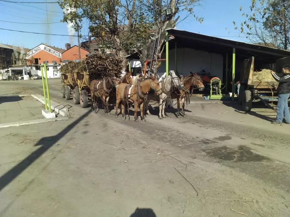 A LA MAÑANA. La rastra cañera llega al pesaje de la carga de caña de azúcar, que se realiza sin los animales. 