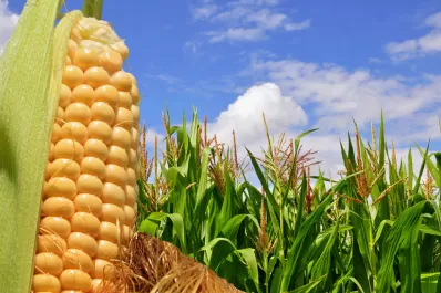 Cosechas de maíz y sorgo: según Agricultura, habrá récord
