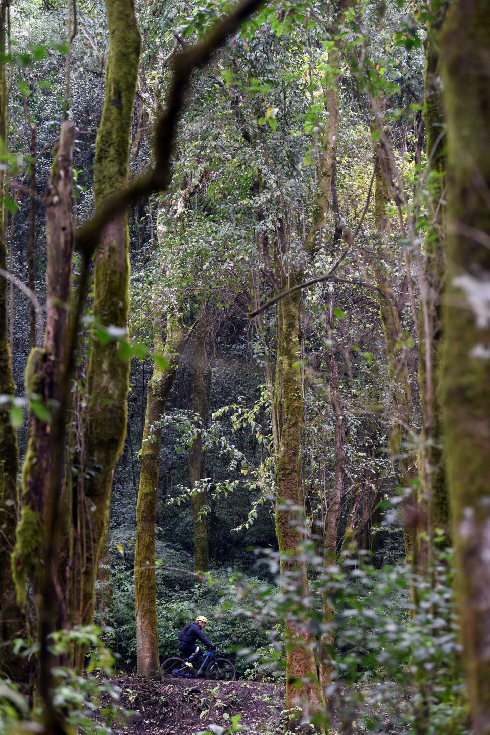 CAMINATA. La yunga tucumana es un sitio de gran biodiversidad. 